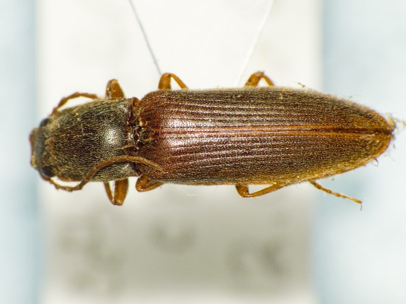 Athous dilaticornis Reitter, 1905